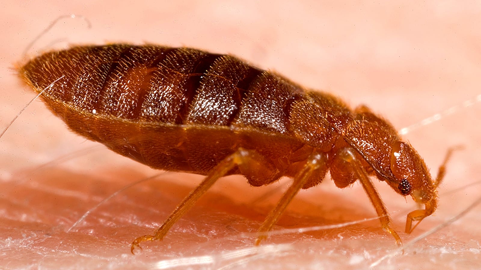 Дорослий клоп (Cimex lectularius) крупним планом на шкірі — фото CDC, суспільне надбання