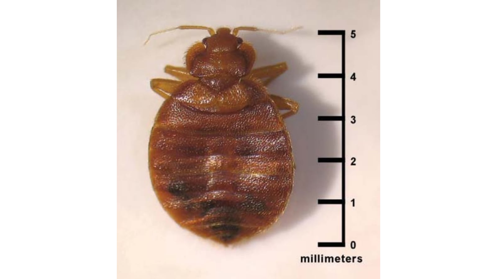 Дорослий постільний клоп (Cimex lectularius) з лінійкою в міліметрах — фото CDC, суспільне надбання